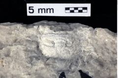 Foto (Detailansicht) von Prosopon sp. (NHMW-GEO-1990-0041-0438)